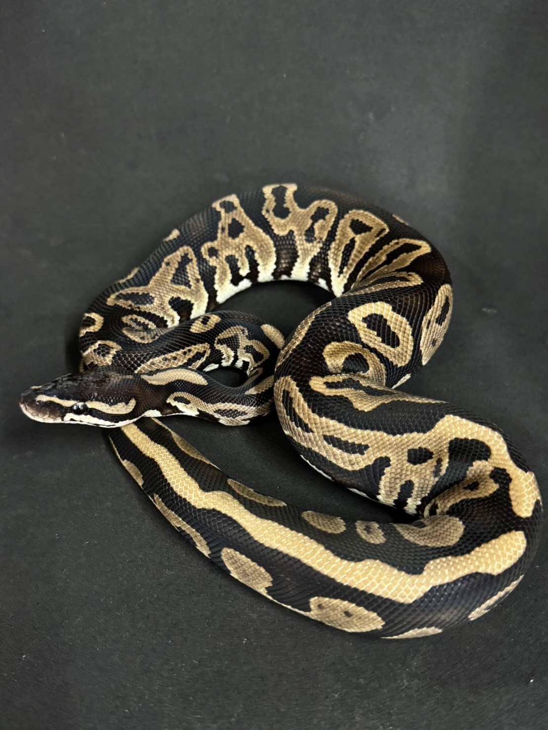 価格の安いボールパイソン レオパードhetVPIアザン ♂ / アクア
