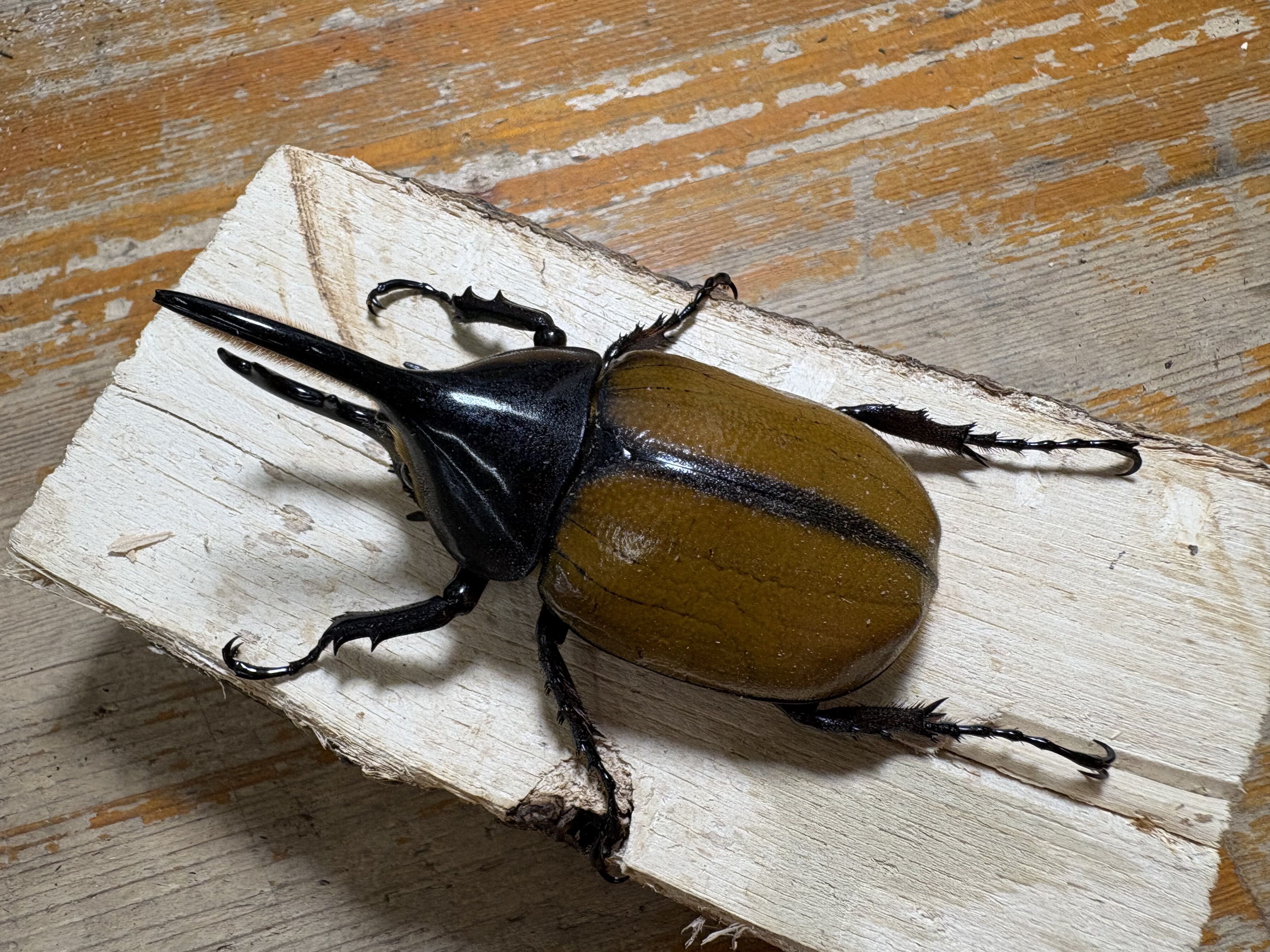 価格の安いヘラクレスエクアトリアヌス ペア レモンイエロー オス80