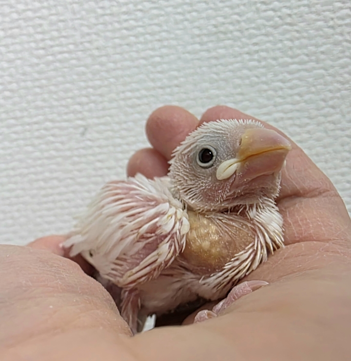 価格の安い白文鳥 / アクア＆ペット かねだい