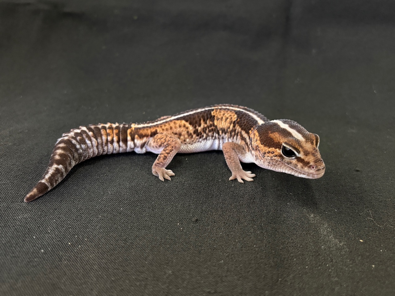 価格の安い日本CB ニシアフリカトカゲモドキ タンジェリン系 ノーマル