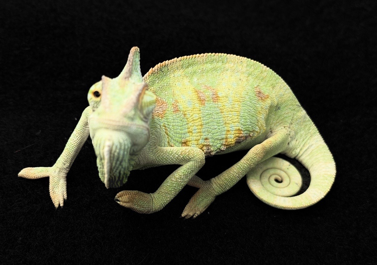 価格の安いエボシカメレオン♂ / アクア＆ペット かねだい