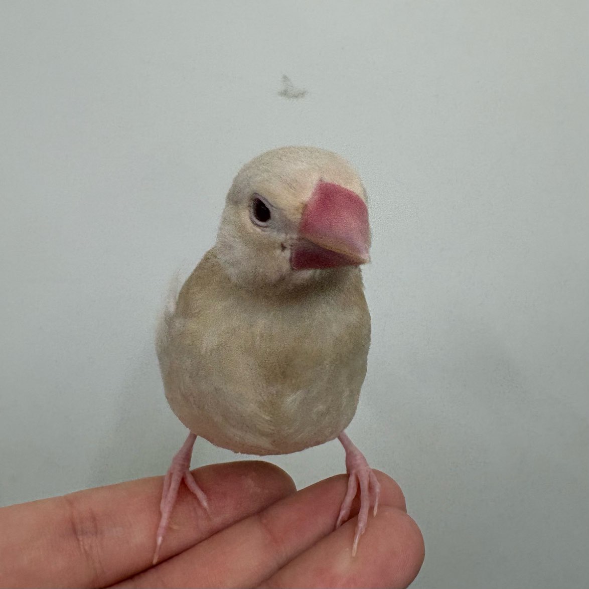 価格の安い手乗り シナモン文鳥 ※性別不明 お写真更新❣ / アクア