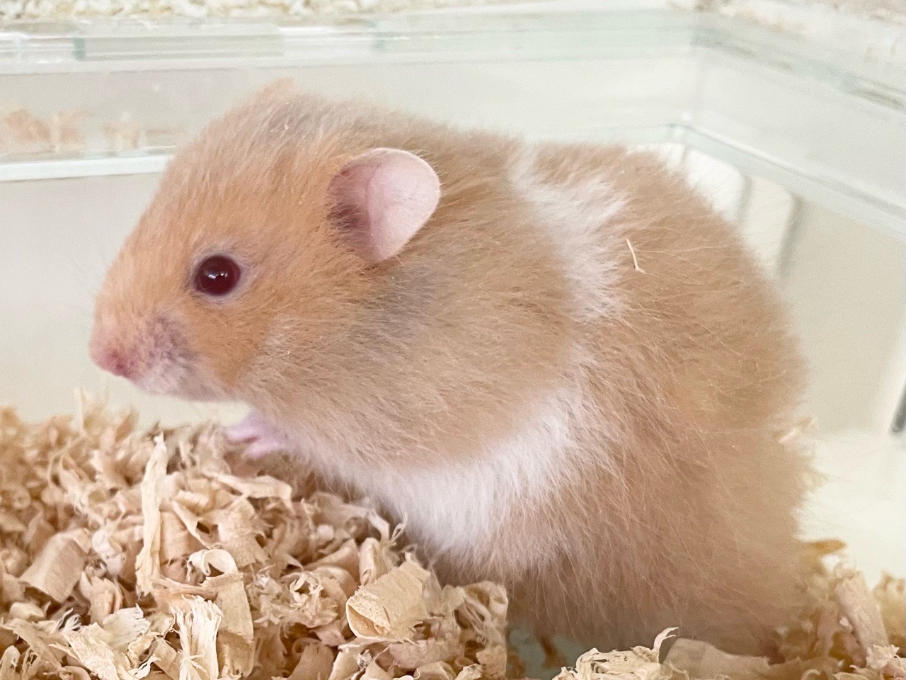 長毛ハムスター（クリームバンデット）