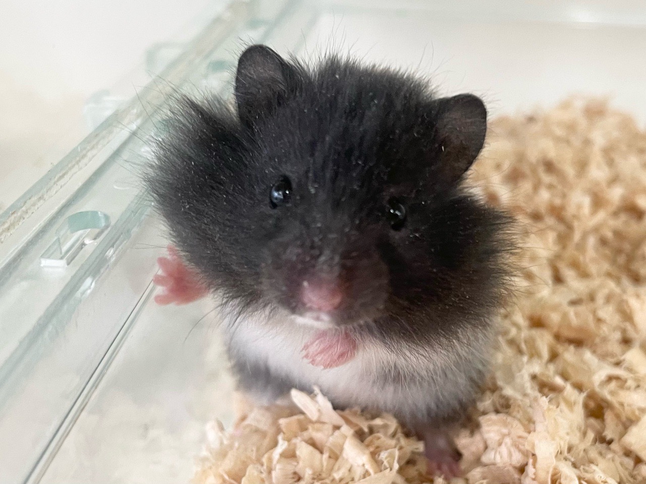 長毛ハムスター（ブラックバンデット）
