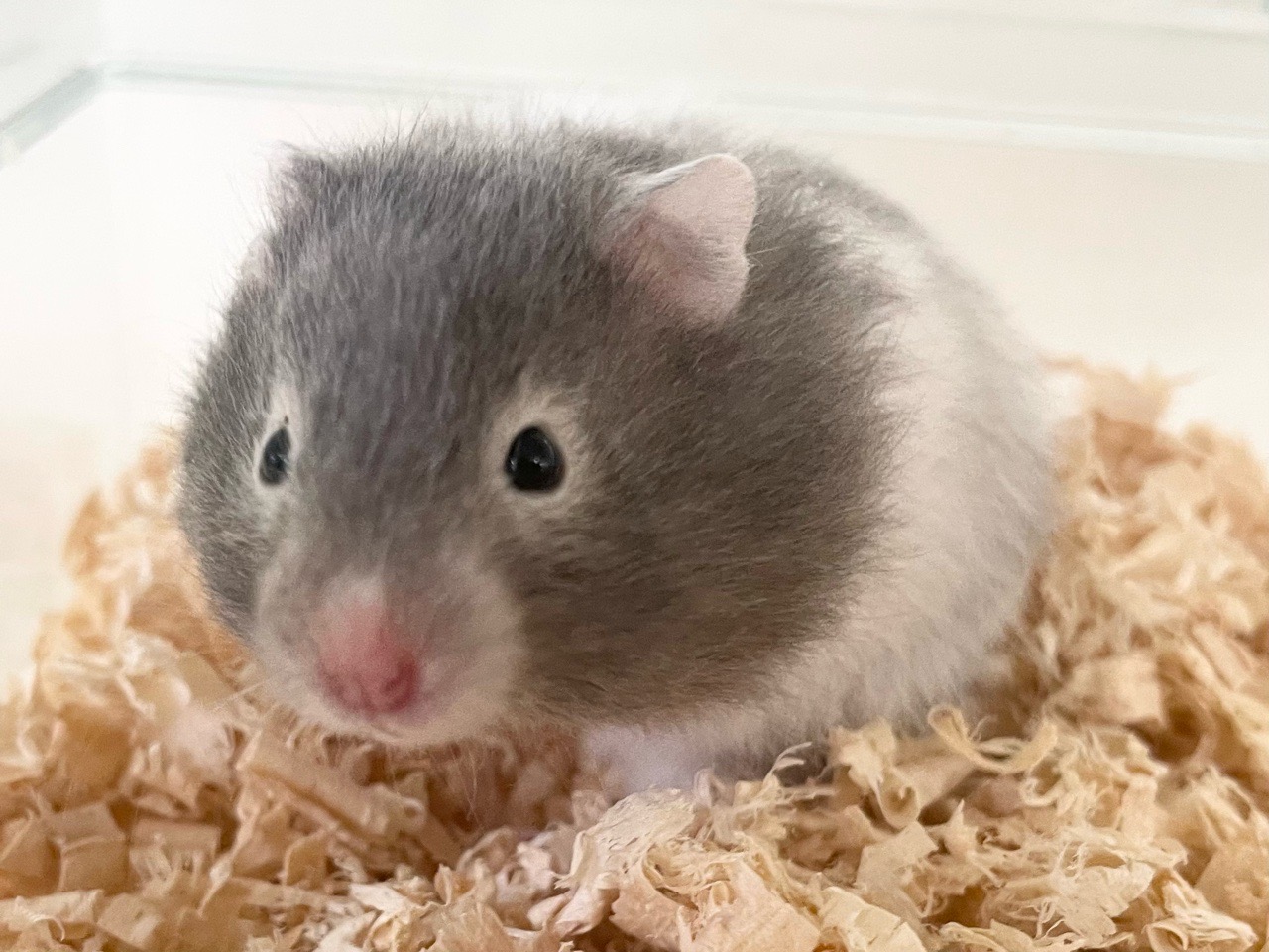 長毛ハムスター（セーブルバンデット）