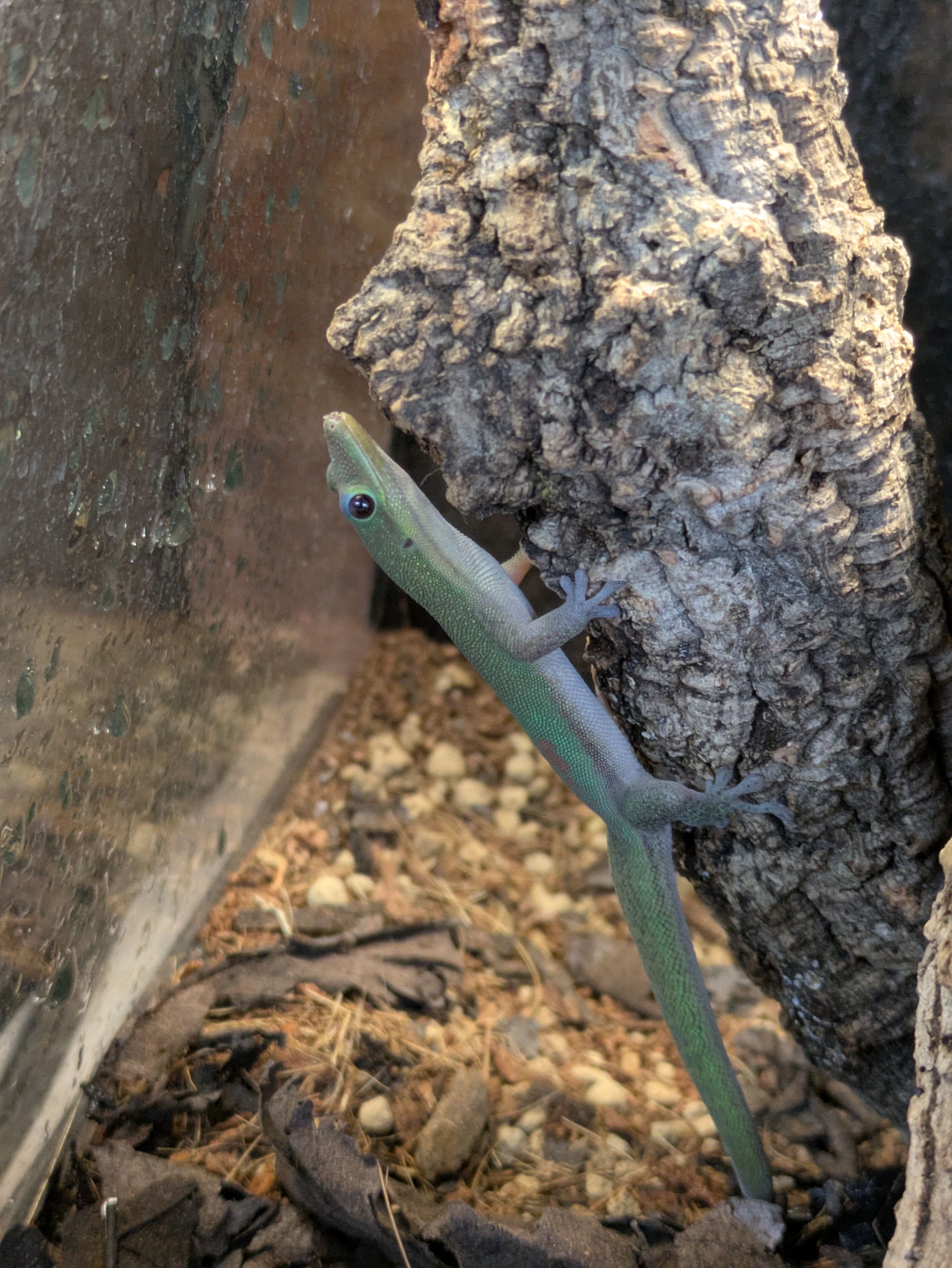 ヒロオヒルヤモリ