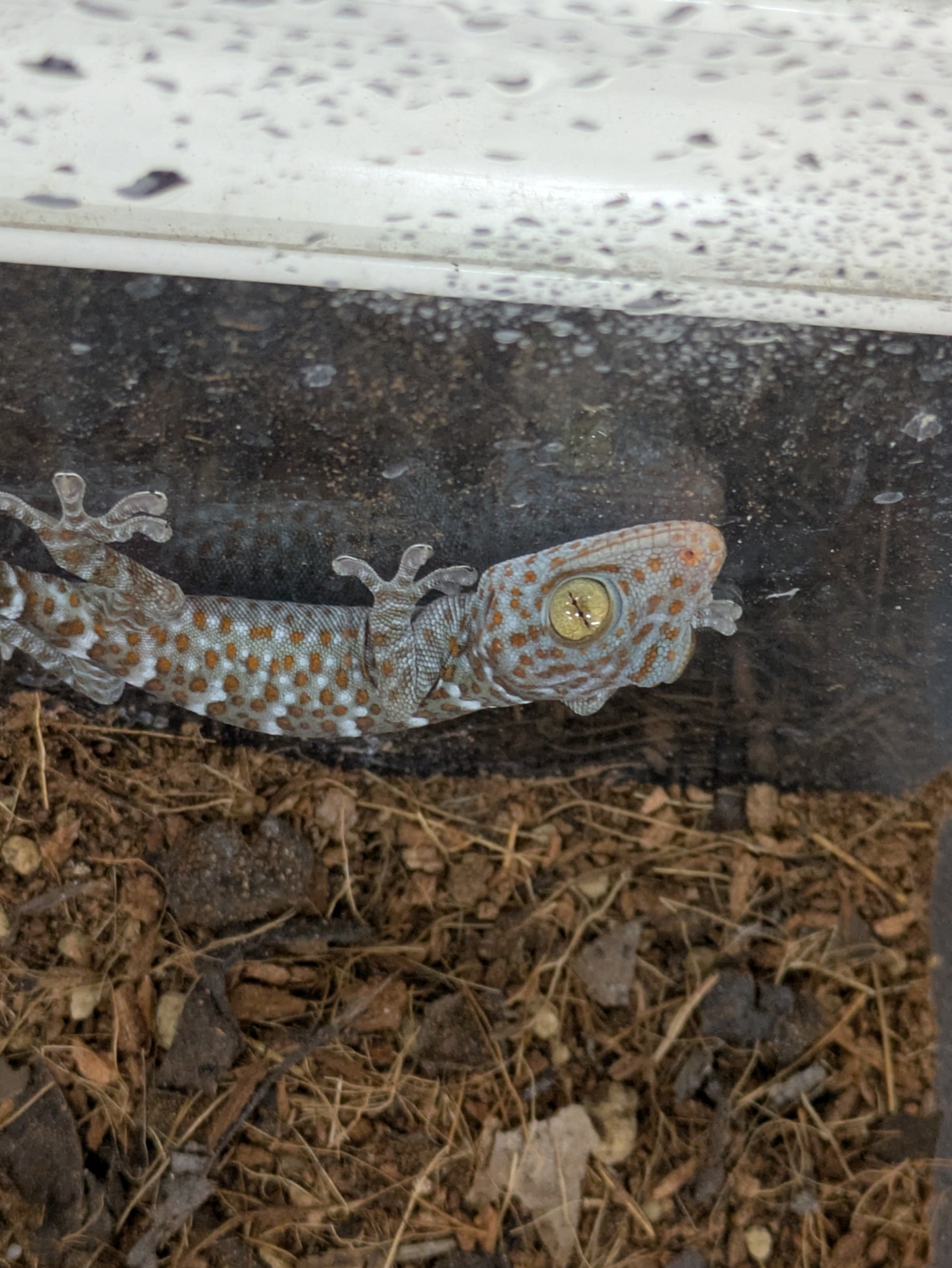 トッケイヤモリ