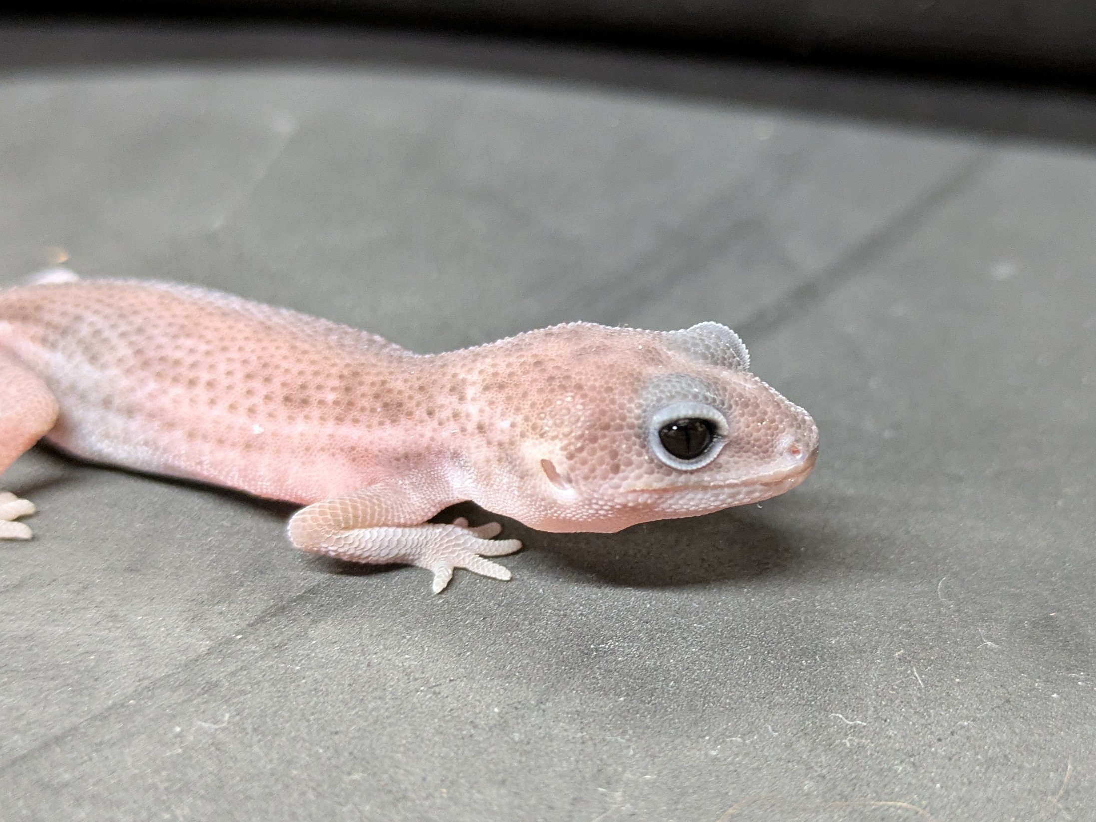 ニシアフリカトカゲモドキ　パターンレスオレオ