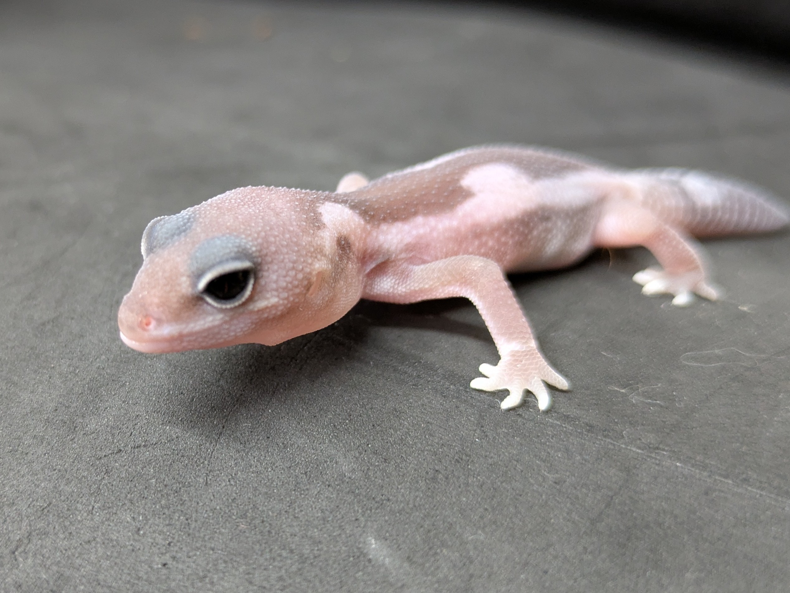 ニシアフリカトカゲモドキ　オレオズールー