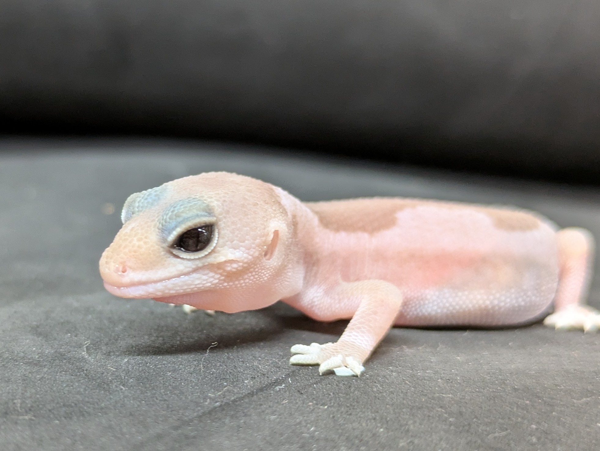 ニシアフリカトカゲモドキ　キャラメルズールー