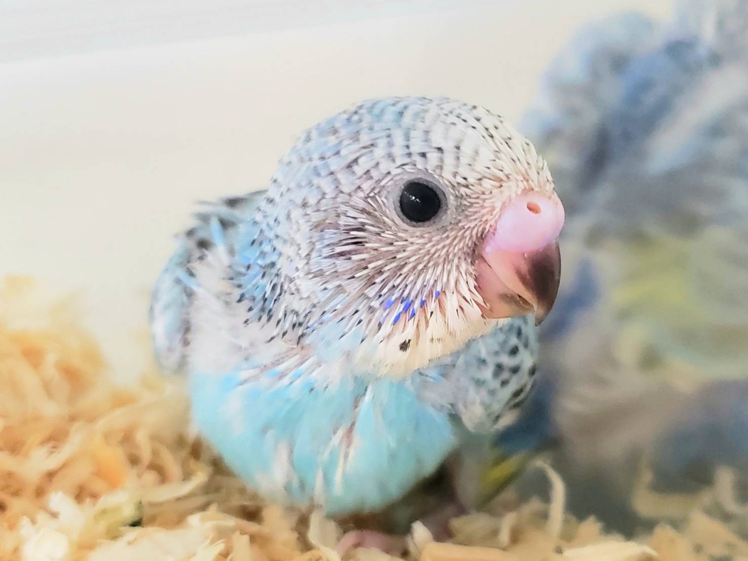 手乗りセキセイインコ