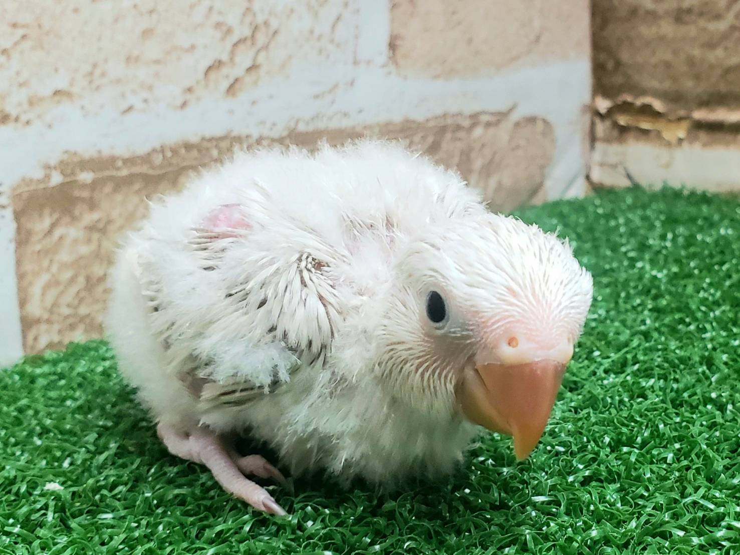 手乗りコザクラインコ　ホワイト