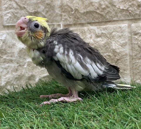 オカメインコ（パイド）