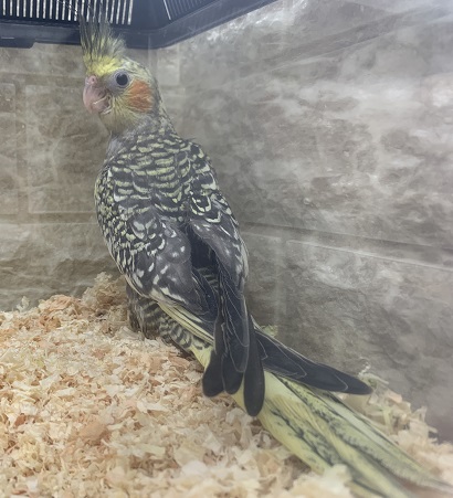 オカメインコ（パール）