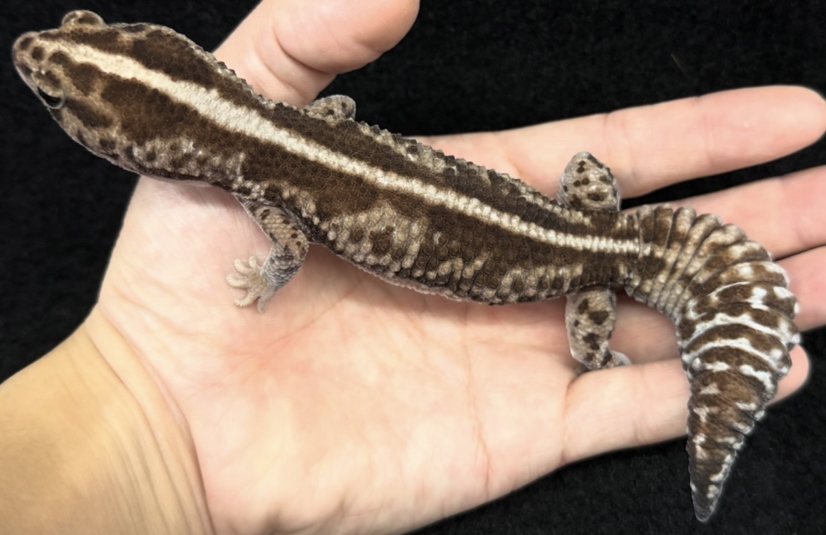 ニシアフリカトカゲモドキ♀【ホワイトアウトオレオhetパターンレス】