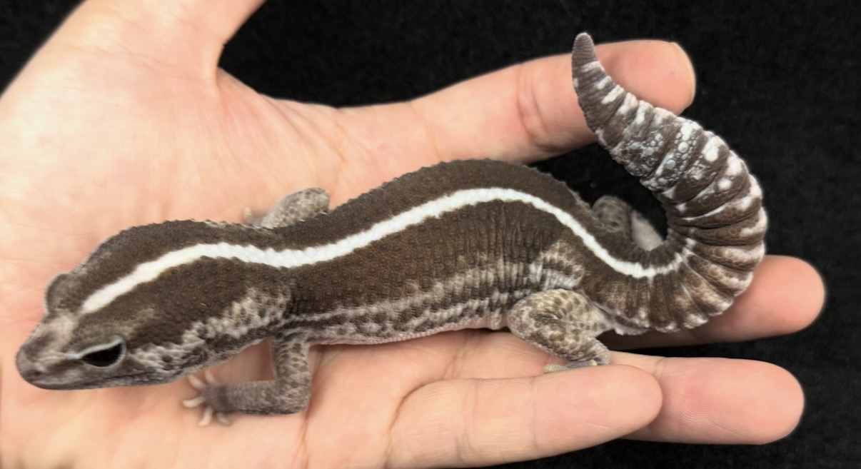 ニシアフリカトカゲモドキ♂【オレオゼロhetパターンレス】