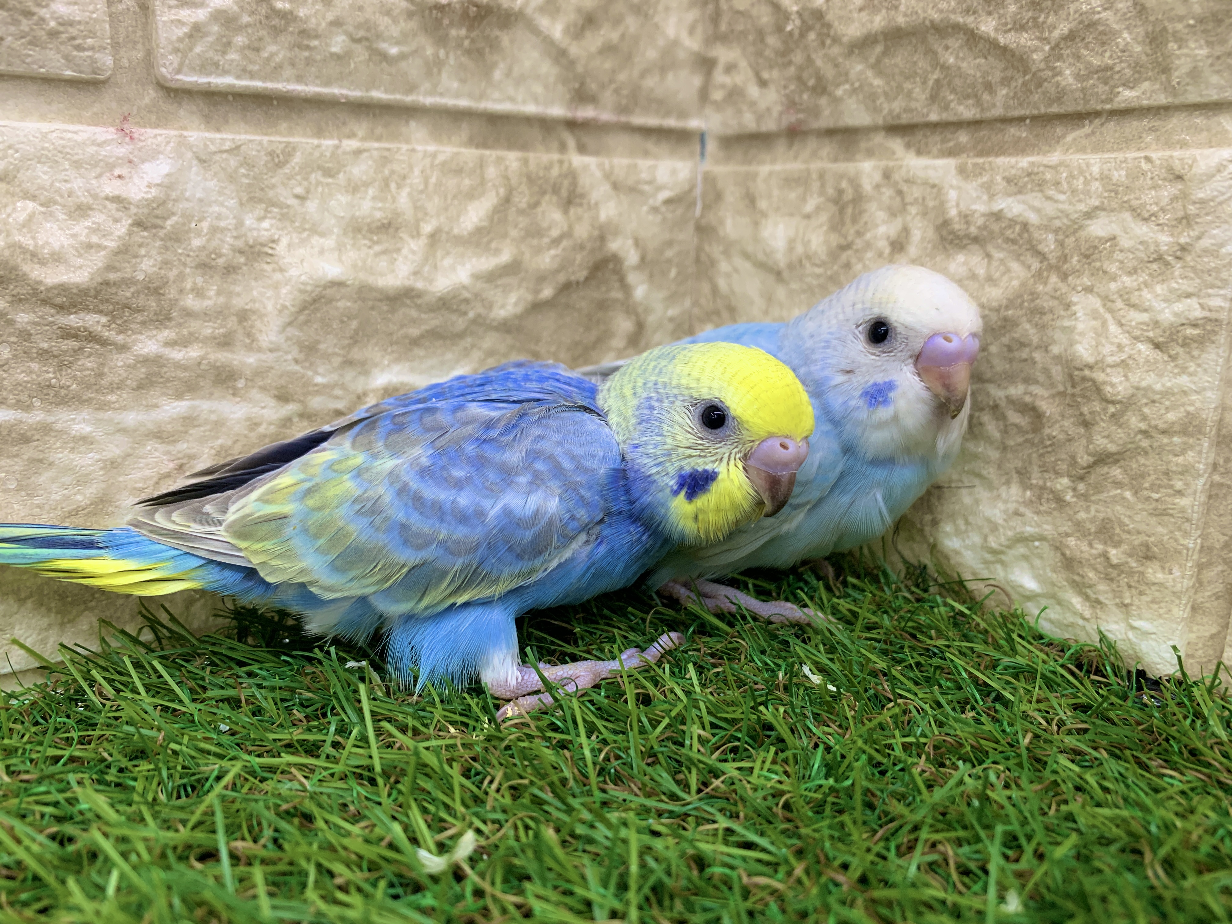 セキセイインコ※複数匹いますので画像イメージ