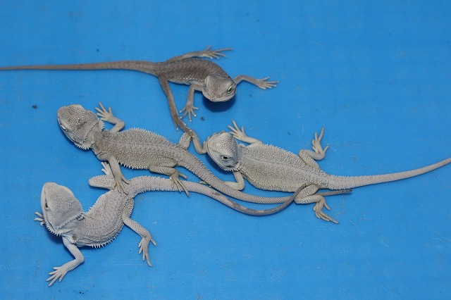 価格の安いフトアゴヒゲトカゲ ハイポゼロ / アクア＆ペット