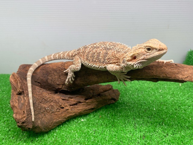 フトアゴヒゲトカゲ フトアゴヒゲトカゲ - Wikipedia