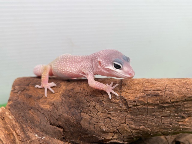 価格の安いヒョウモントカゲモドキ ブリザード / アクア＆ペット
