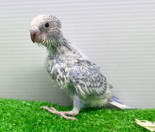 割引 価格の安いセキセイインコ④ / アクア＆ペット かねだい トリートメント