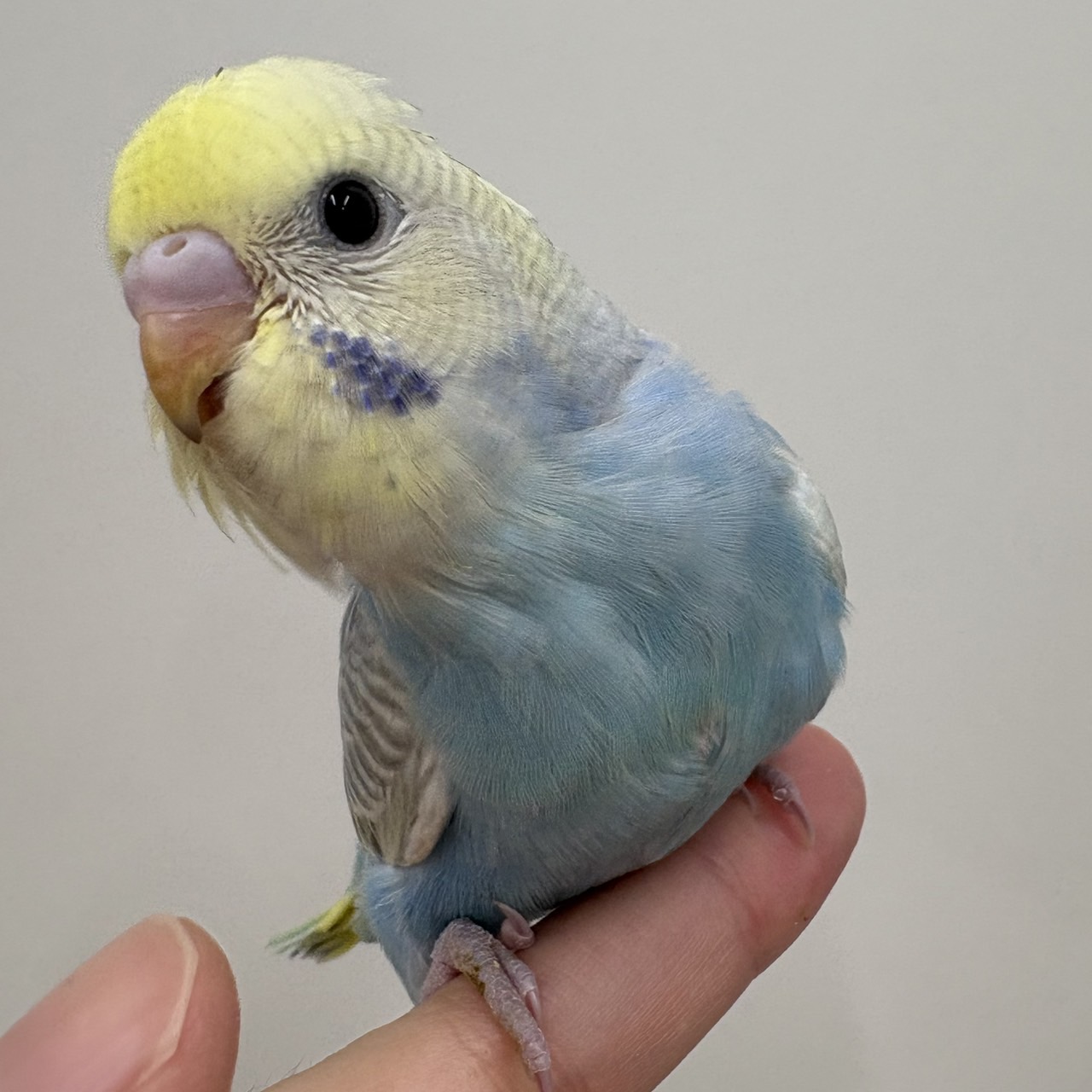 手乗りセキセイインコ　※性別不明　レインボー