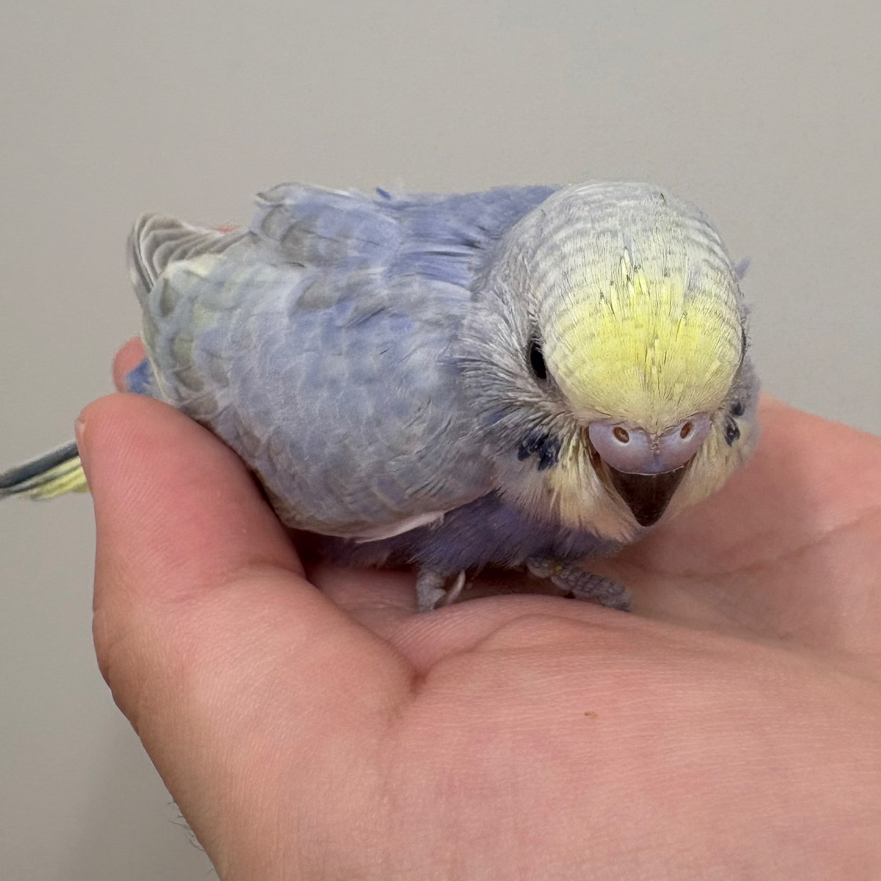 手乗りセキセイインコ　※性別不明　レインボー