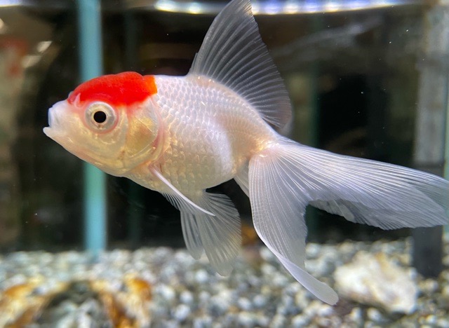弥富金魚さん専用 新入荷&育成個体 今年最後の当才和金 日本一兄妹魚 なおちん金魚