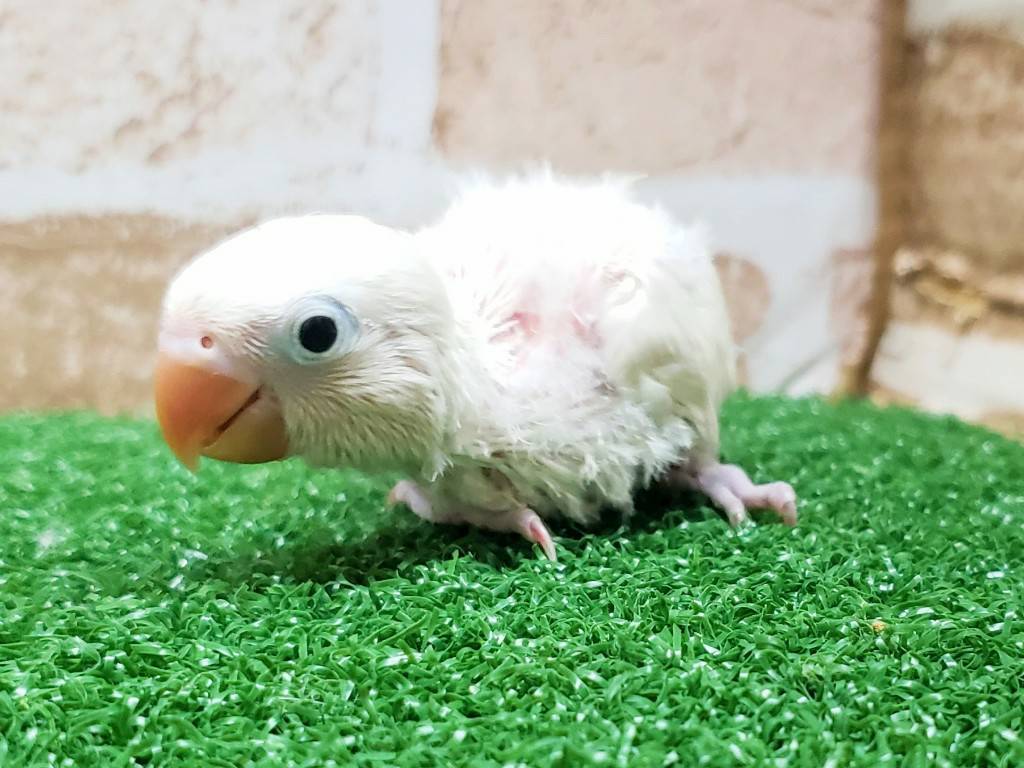 手乗りコザクラインコ　ホワイト