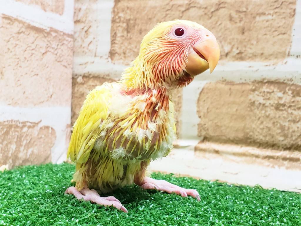 手乗りコザクラインコ　ゴールデンチェリー