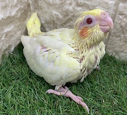 オカメインコ（ルチノー）