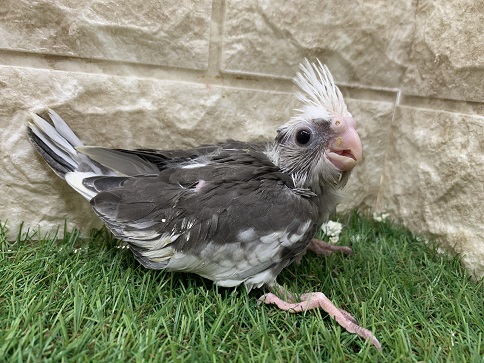 オカメインコ（ホワイトフェイス）