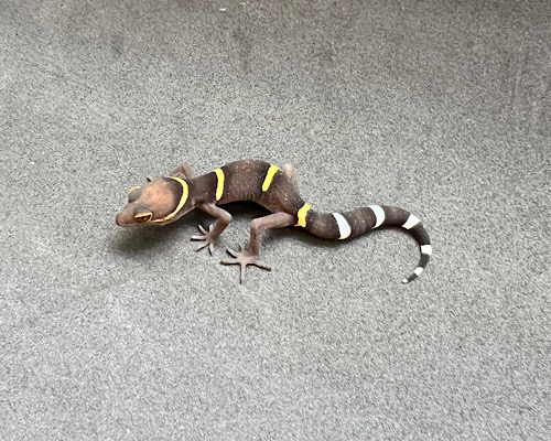 ハイナントカゲモドキ