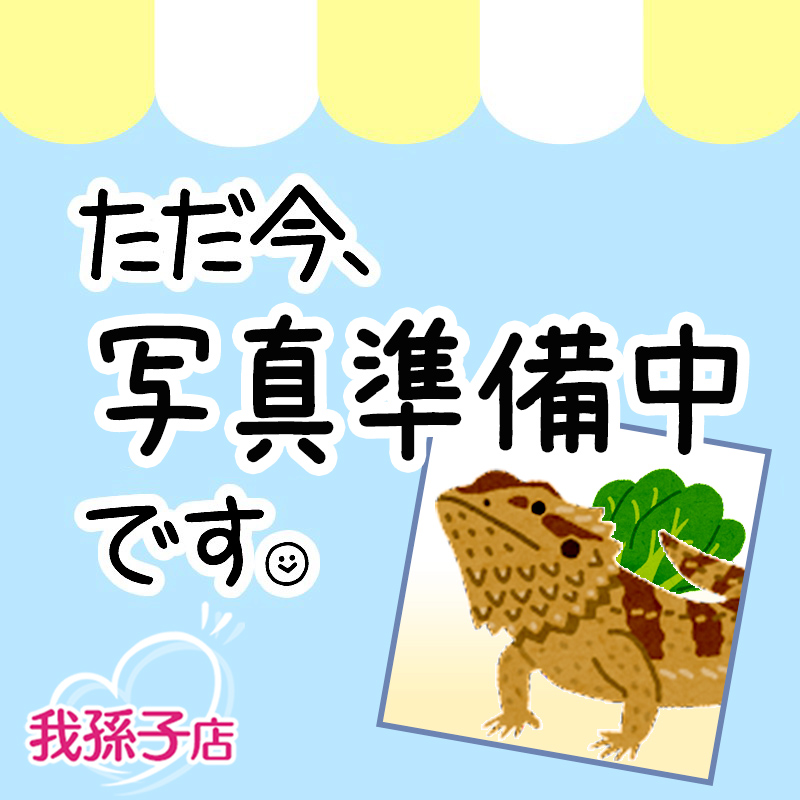グランディスヒルヤモリ