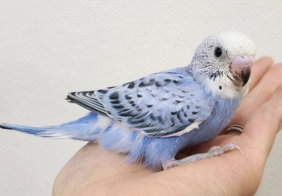 価格の安いセキセイインコ ブルー / アクア＆ペット かねだい
