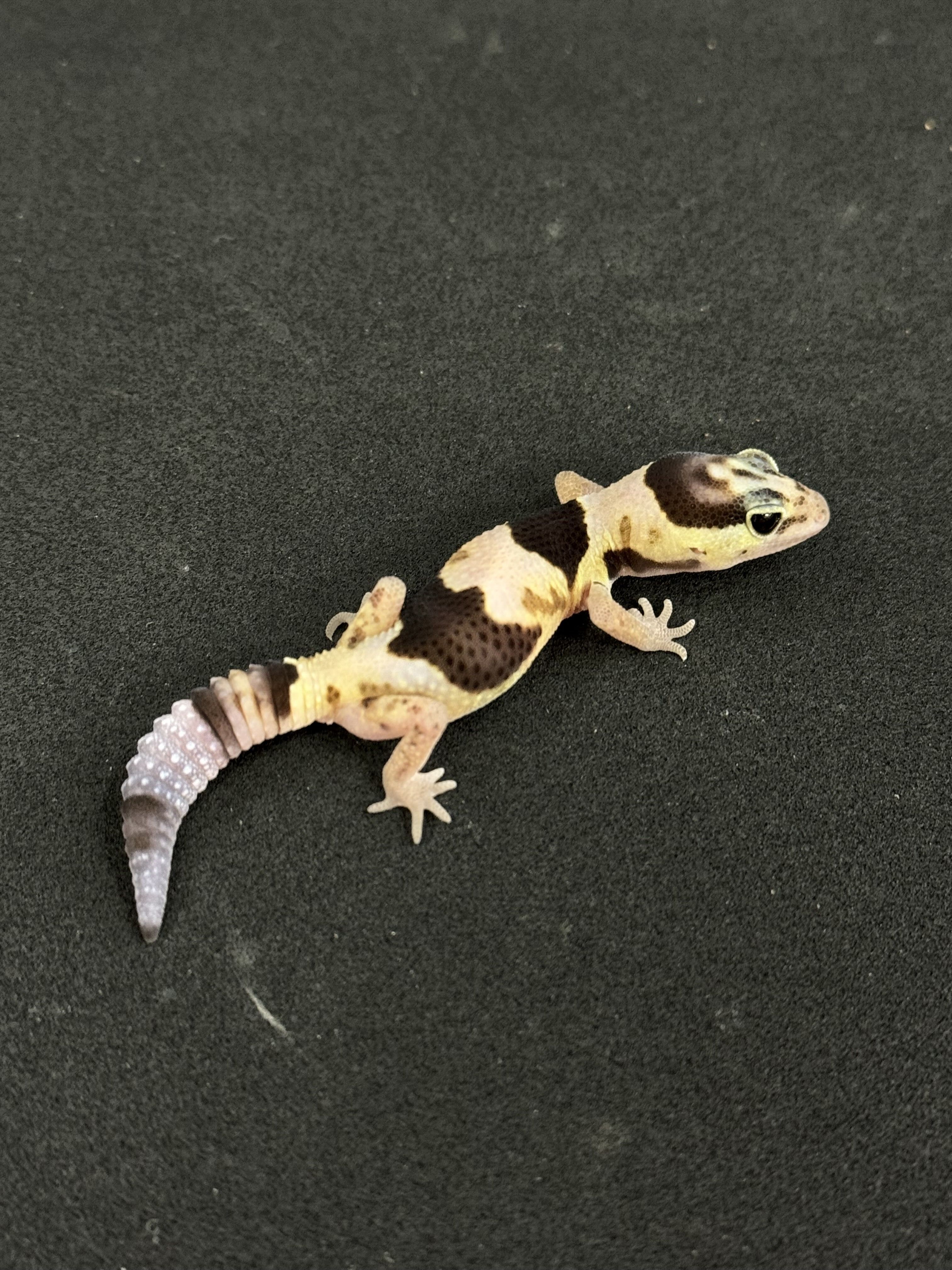 レア 貴重 ハワイ 本 ヒイアカ ペレ フラ ペレとヒイアカ : キラウエア週末ガイド