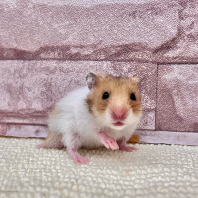 ゴールデンハムスター(男の子)