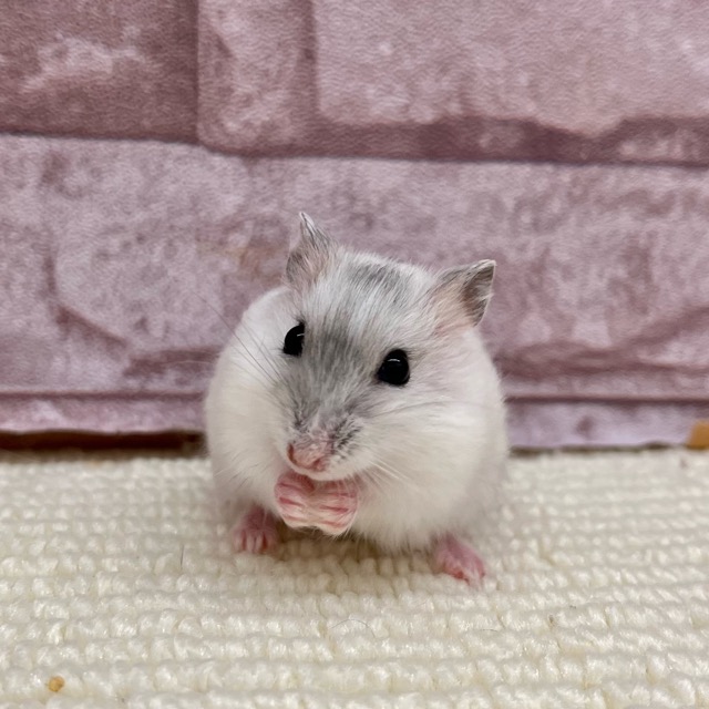 パールホワイトハムスター