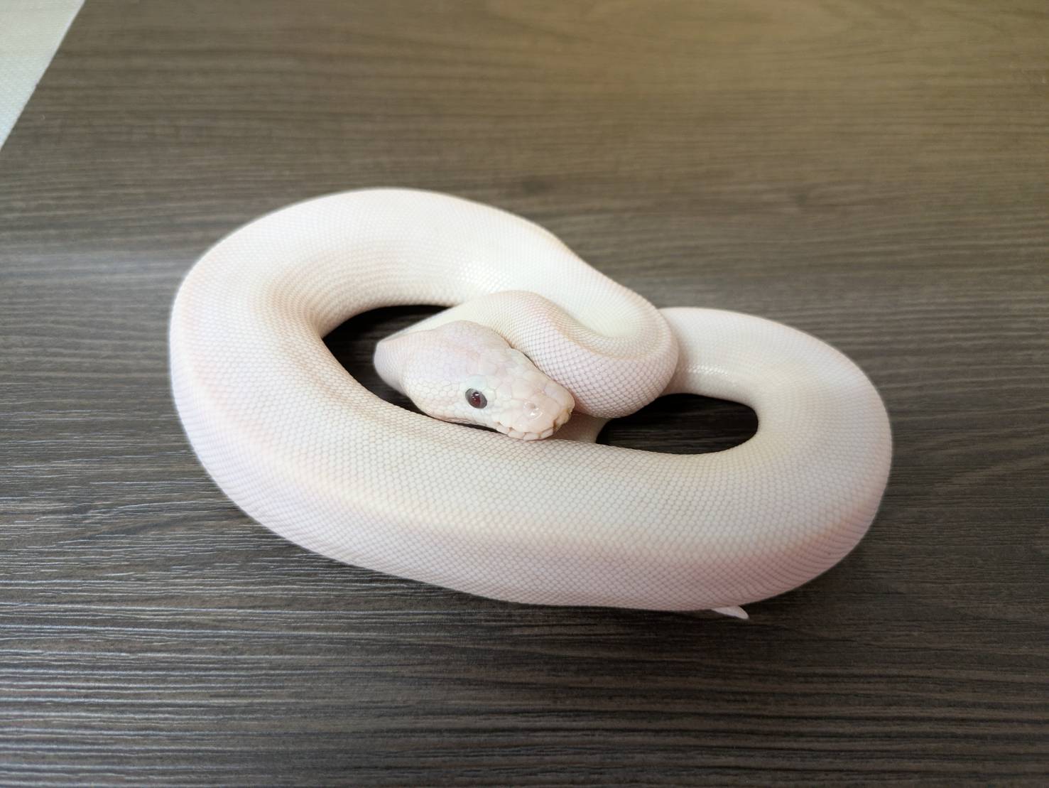 ボールパイソン　ブルーアイリューシ　♀
