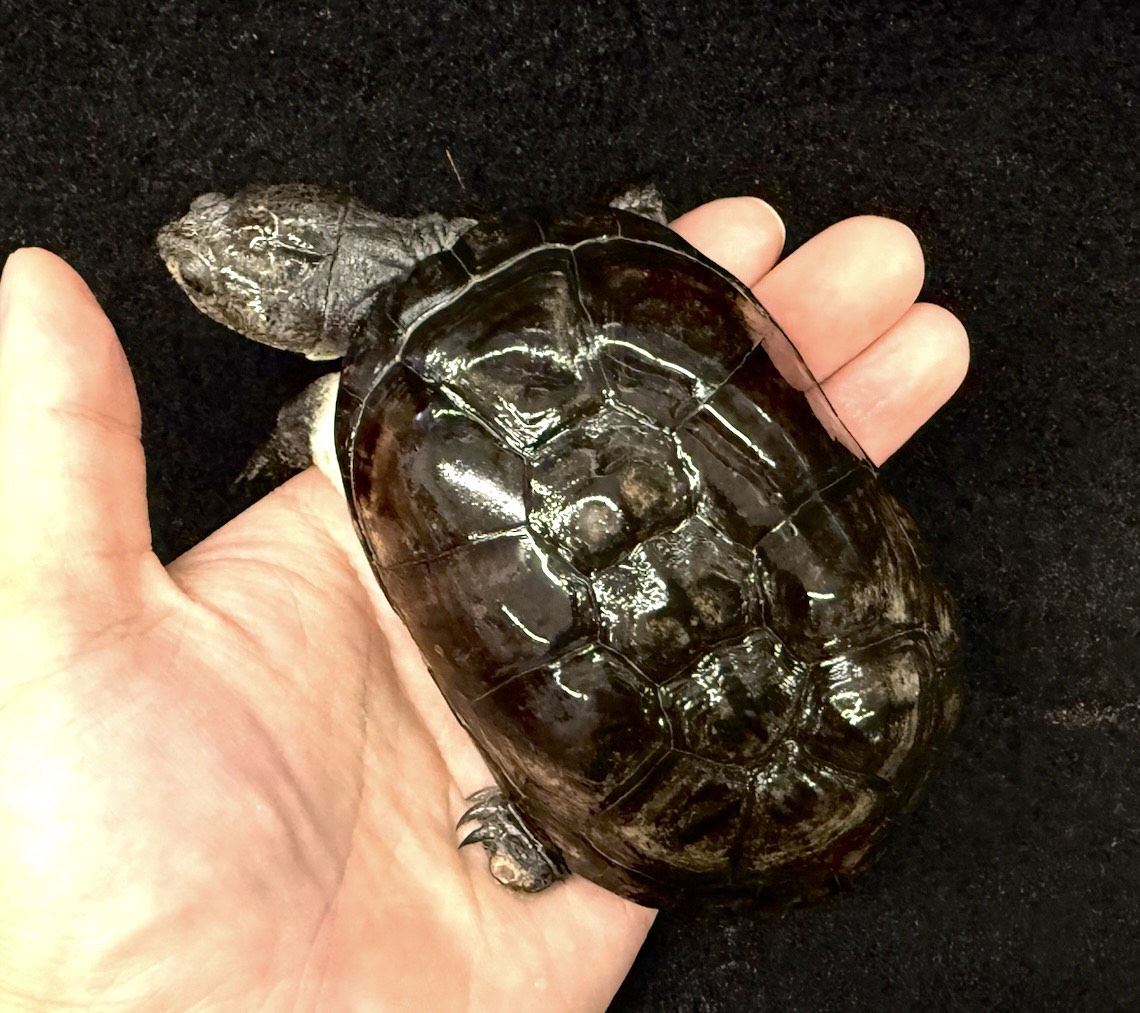 ヒメハコヨコクビガメ