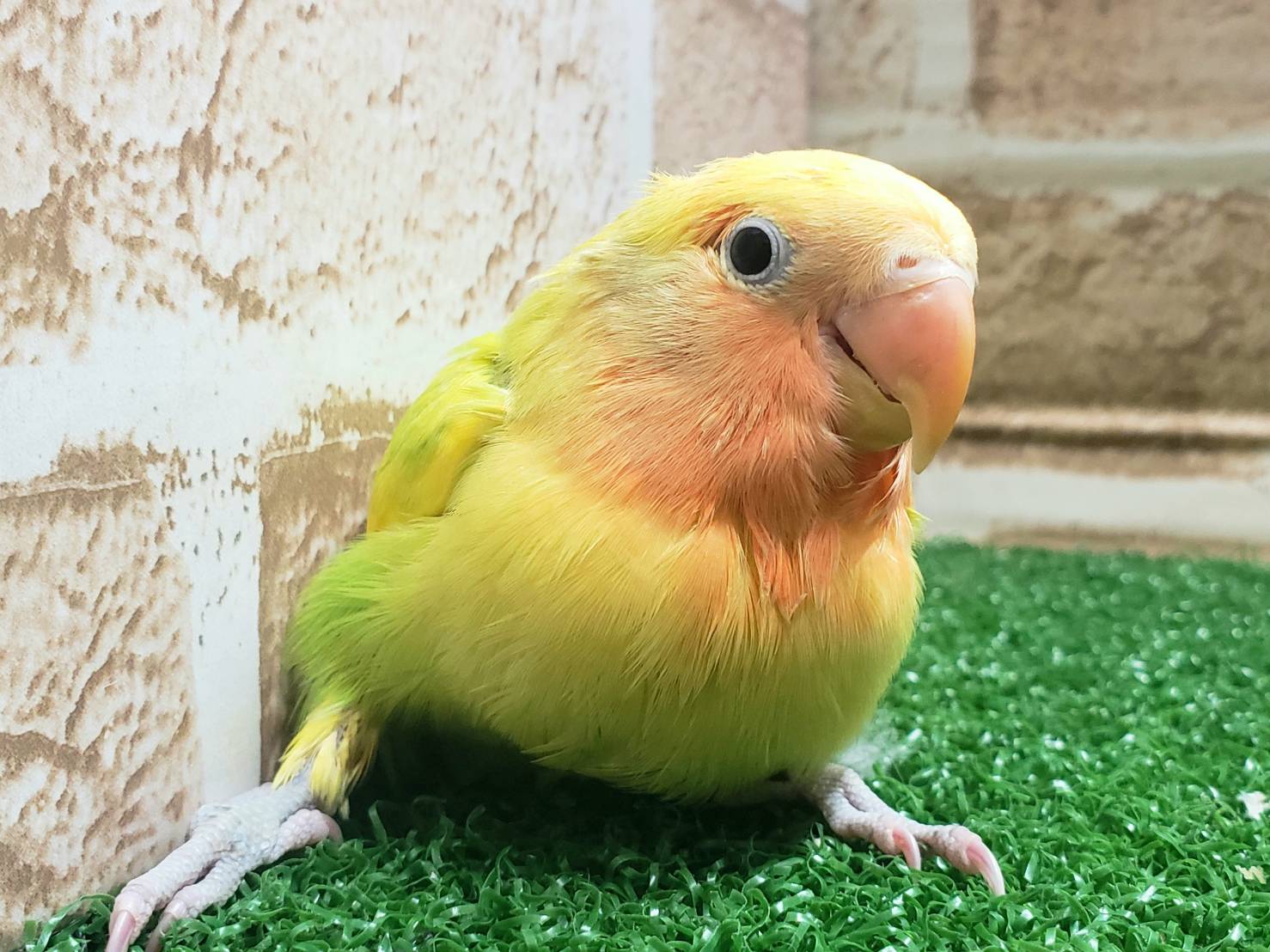 手乗りコザクラインコ