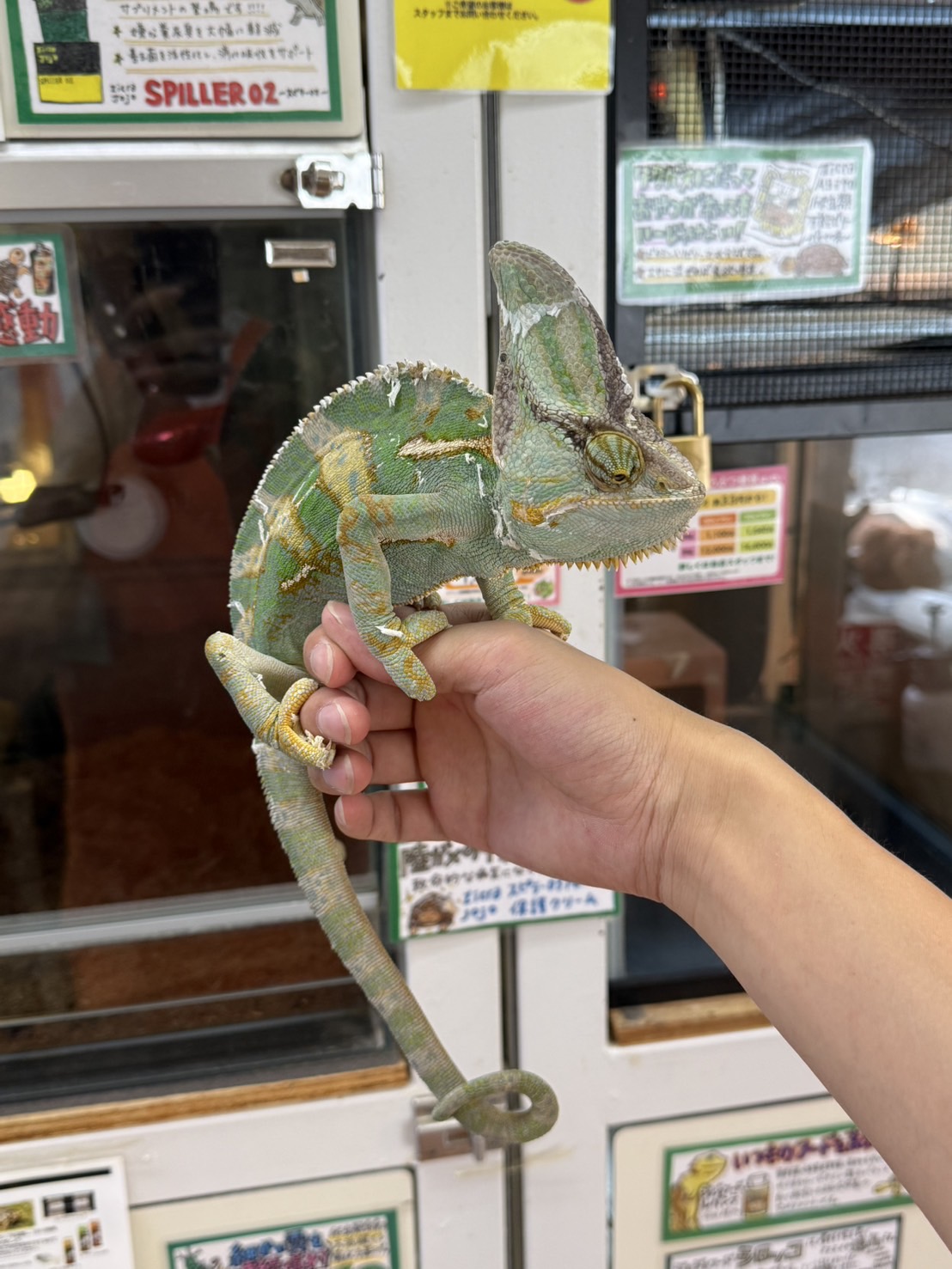 エボシカメレオン♂　※舌難あり