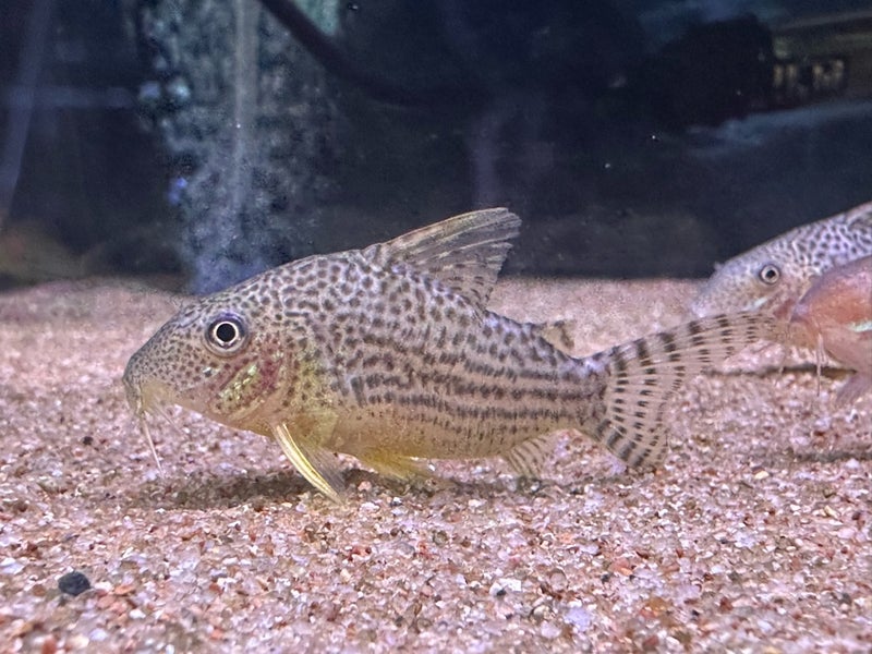 コリドラス 淡水魚】激安 コリドラス アマンダジャネア ワイルド【1匹