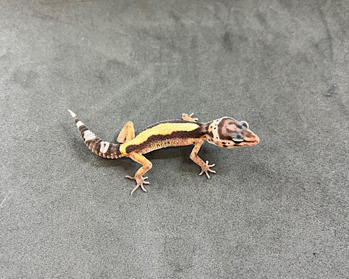 価格の安いヒョウモントカゲモドキ ボールド / アクア＆ペット