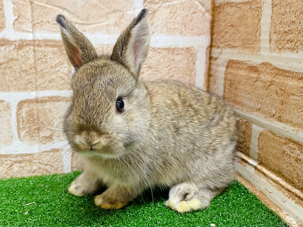ネザーランドドワーフ♀