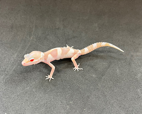 ヒョウモントカゲモドキ　スノーラプター