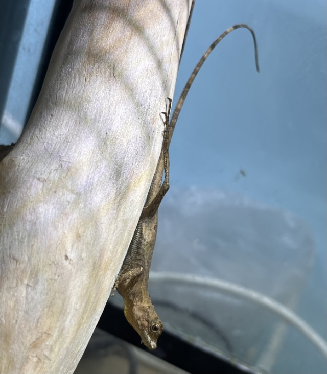 サキシマキノボリトカゲ