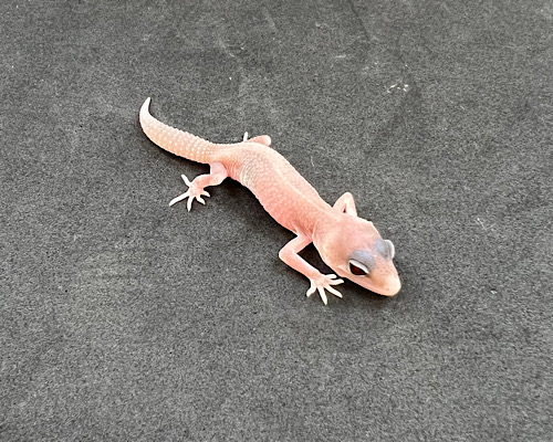 ヒョウモントカゲモドキ　ディアブロブランコ
