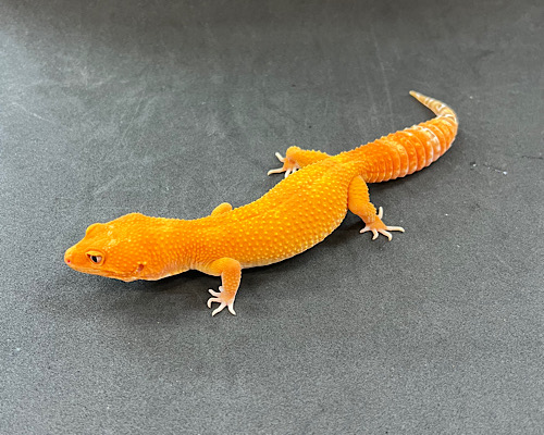 ヒョウモントカゲモドキ　レッドデビル