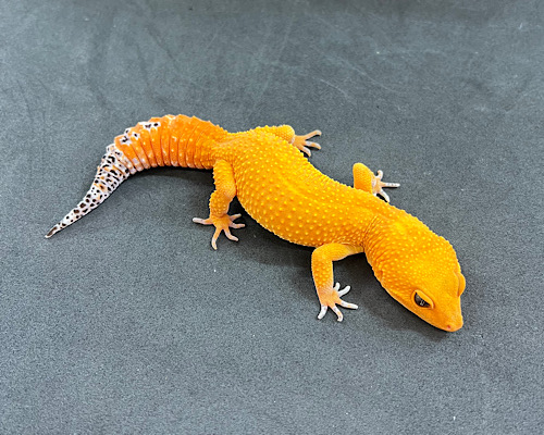 ヒョウモントカゲモドキ　マンダリン